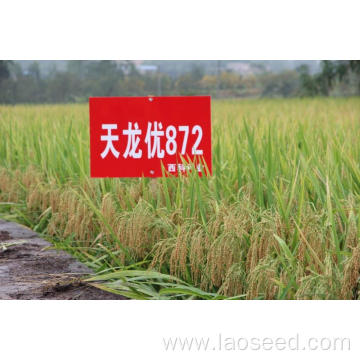 Hot Sale 2022 New Rice seed